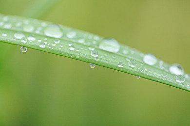 《真三国无双》25周年纪念周边商品介绍：月香草